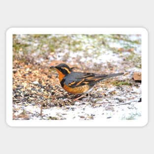 Handsome Male Varied Thrush Songbird Amid Snow and Seed Sticker